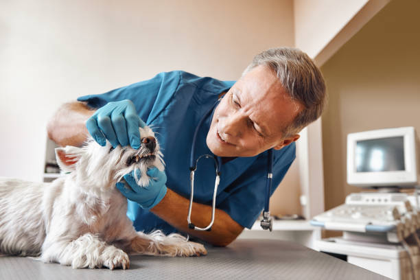 Best Emergency Dental Care for Trauma or Injury in Rio Bravo, TX